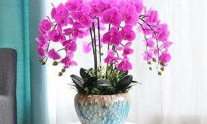6 sai lầm khi trồng lan hồ điệp khiến hoa nhanh hỏng, nụ rụng