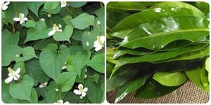 5 loại cây nấu nước uống tốt cho sức khoẻ