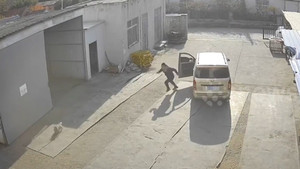 'Ra tay' với chú chó, tài xế giao hàng gặp họa