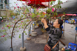Đào, quất khoe sắc trên phố, người Hà Nội thích thú đón Tết Ất Tỵ sớm