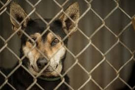 Khó xóa sổ bệnh dại ở Việt Nam nếu còn buôn bán thịt chó mèo