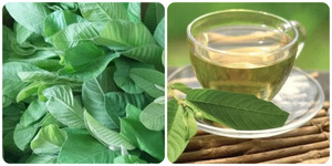 6 tác dụng của lá ổi với sức khoẻ