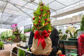 Khách tiết kiệm chi tiêu, tùng, thông tươi mini 'lên ngôi' mùa Noel