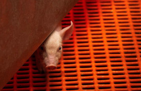 Trang trại ở Mỹ nuôi lợn để ghép thận cho người