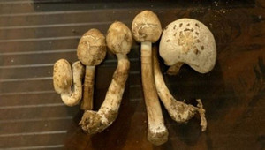 Tuyệt đối không ăn nấm lạ, nấm hoang dại kể cả nấm màu trắng