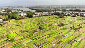 Những trải nghiệm tuyệt vời ở Trà Quế - làng du lịch tốt nhất thế giới