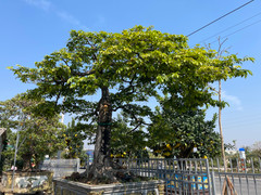 Cận cảnh cây thị độc lạ, khách trả 2 tỷ đồng vẫn không mua được