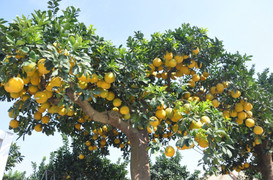 Mãn nhãn cây bưởi cảnh trĩu trịt quả, giá 800 triệu đồng