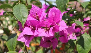 Làm thế nào để cây hoa giấy trổ bông đúng dịp Tết?