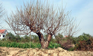 Đào vẫn đang kỳ tuốt lá, khách đã chi hàng chục triệu đồng đặt thuê