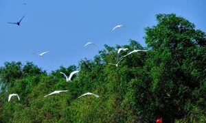 Thiên nhiên kỳ thú ở sân chim Vàm Hồ