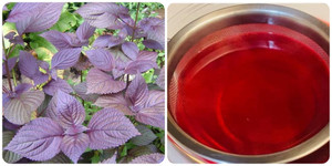 Lá tía tô nấu nước uống có tác dụng gì?