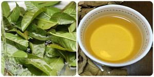 8 lợi ích của việc uống nước lá ổi thường xuyên