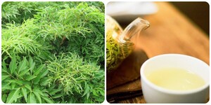 5 lợi ích của nước lá đinh lăng đối với sức khoẻ