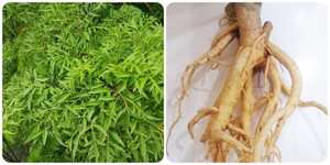 Rễ đinh lăng có tác dụng gì?