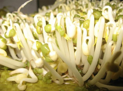 Niềm tin son sắt ngây ngô: Rau siêu thị sạch hơn rau chợ