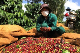 Giá cà phê hôm nay 28/12: Thế giới giảm, trong nước tăng nhẹ