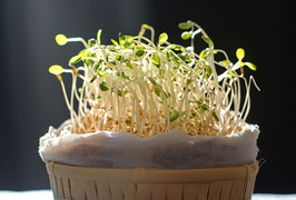 Cách đơn giản phân biệt giá đỗ sạch và giá đỗ ủ hóa chất