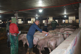 Giá heo hơi ngày Tết đắt đỏ, thương lái tranh mua suốt đêm