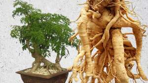 Củ đinh lăng ngâm rượu có phải càng già càng tốt?