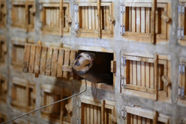 Cả làng ở Vĩnh Phúc kiếm sống bằng nghề nuôi rắn tử thần