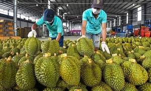 Vì sao giá sầu riêng tăng kỷ lục dịp cuối năm?