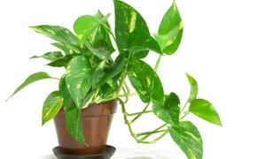 Ý nghĩa phong thủy của việc trồng cây trầu bà trong nhà
