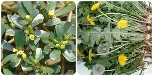 4 loại rau không 'ngậm' thuốc sâu, tốt ngang thuốc bổ