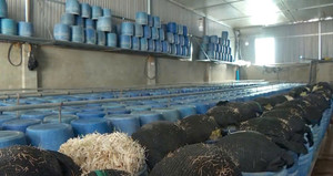 Chủ bị bắt, cơ sở từng sản xuất giá đỗ ngâm chất cấm ở Đắk Lắk vẫn hoạt động