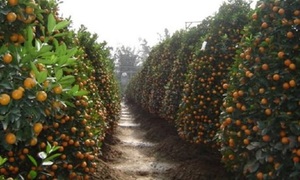 Khách về tận vườn chốt mua, quất cảnh ở Nam Định đắt hơn năm ngoái