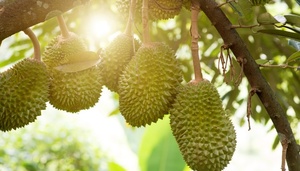Tại sao sầu riêng không được trồng ở miền Bắc?