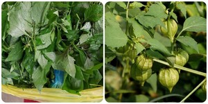 Những người nên ăn rau tầm bóp thường xuyên