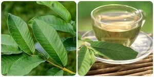 Những người nên uống nước lá ổi thường xuyên