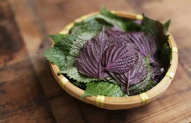 Uống nước lá tía tô có giúp giảm viêm mũi?