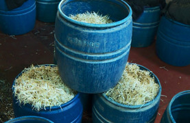 3.000 tấn giá đỗ ngâm chất cấm: Tạm dừng hoạt động 6 cơ sở