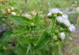 Loại cây có tên rất xấu nhưng trị viêm xoang, dị ứng mũi cực hiệu quả