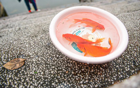 Cúng ông Táo không có cá chép được không?