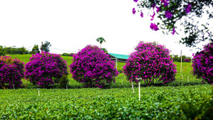 Ngắm hoa mua tím, đồi chè xanh đẹp như tranh vẽ ở Lâm Đồng