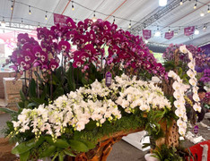 Hoa lan xuống phố, khách chi hàng chục triệu đồng mua về chơi Tết