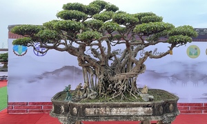 Chiêm ngưỡng ‘siêu cây’ của nghệ nhân Hà Nội, trả bao nhiêu tiền cũng không bán