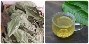 Cách dùng nước lá ổi giảm cân hiệu quả nhất