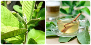 Nước lá ổi chứa dưỡng chất gì?