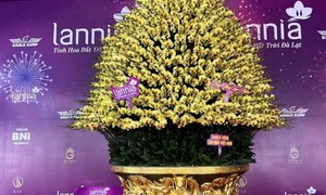 Cận cảnh chậu hoa lan dát vàng giá gần 4 tỷ đồng chờ khách mua chưng Tết