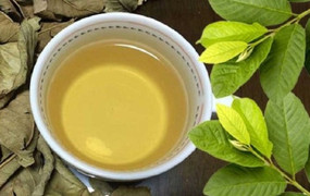 Điều gì xảy ra với cơ thể khi uống nước lá ổi hàng ngày?