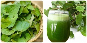 Uống nước rau diếp cá có tác dụng gì?