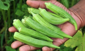 Điều gì xảy ra với cơ thể nếu ăn đậu bắp thường xuyên?