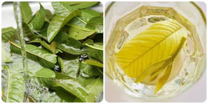 5 nhóm người được khuyên nên thường xuyên uống nước lá ổi