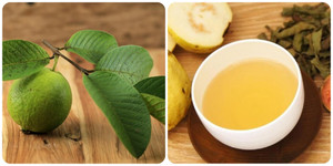 Những công dụng chữa bệnh nổi bật của lá ổi