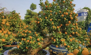 Vườn quất cần thăng tiền tỷ ở Hà Nội chưa đến Tết đã 'cháy' hàng