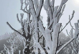 Băng giá, sương muối bao trùm nhiều khu vực vùng núi miền Bắc